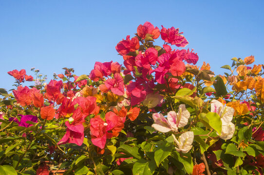 三角梅花丛花儿