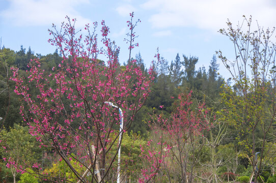 钟花樱桃花枝树木