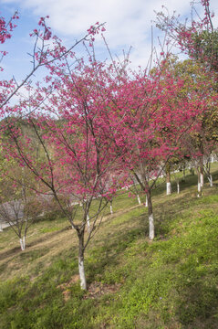 公园里的福建山樱花