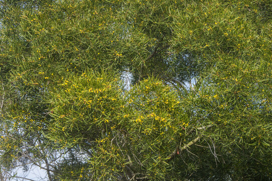 台湾相思树花枝