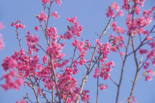 钟花樱桃花朵花枝