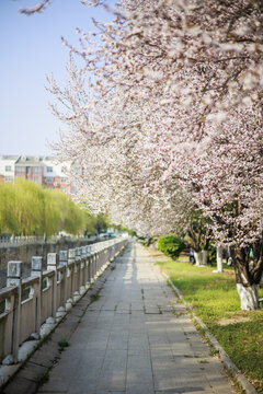 实拍樱花树林风景