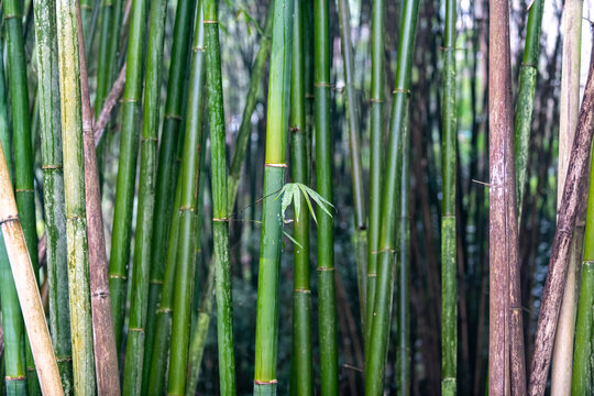 竹子竹叶背景素材