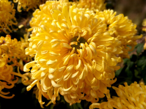 金黄色菊花
