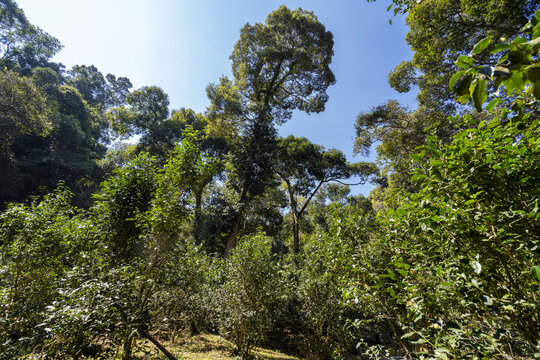 西双版纳茶山