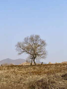 田野里的孤树
