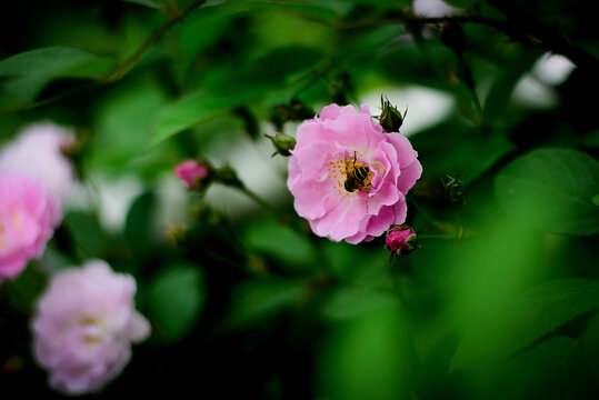 蔷薇花蜜蜂