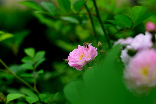 蔷薇花蜜蜂