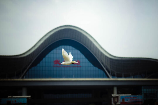 武汉火车站白鸽