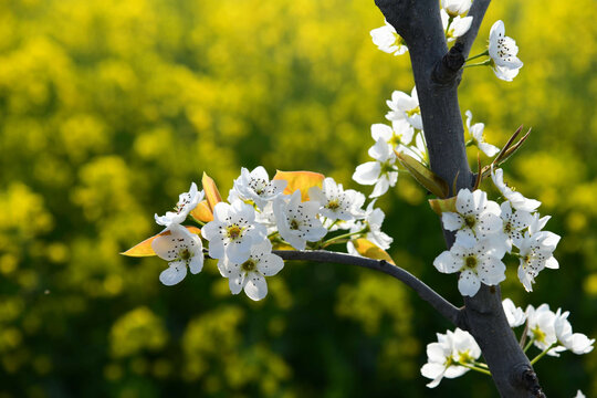 桃花