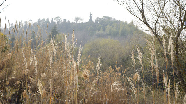 芦苇丛与山影