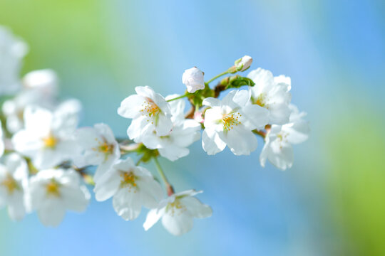春天温暖明媚春天雪白樱花绽放