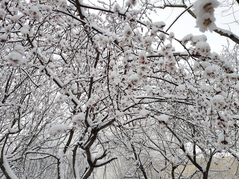 雪景梅花