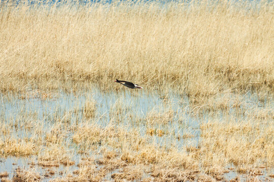 湿地芦苇荡春季候鸟