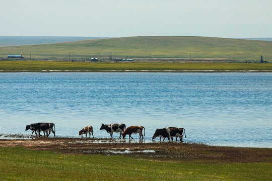 草原湿地牛群喝水
