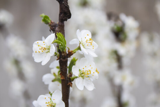 李子花