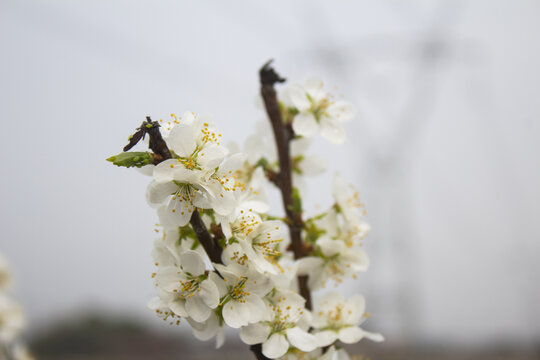 李子花