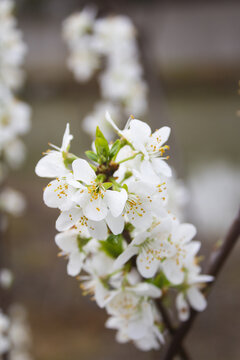 李子花