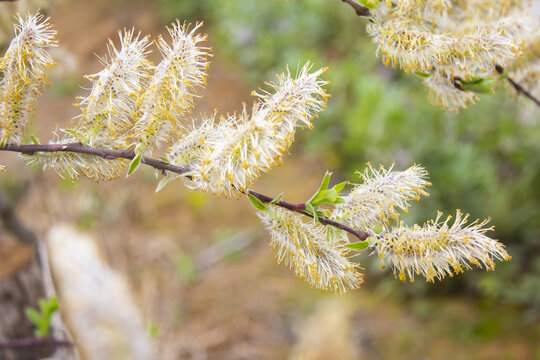 柳树花