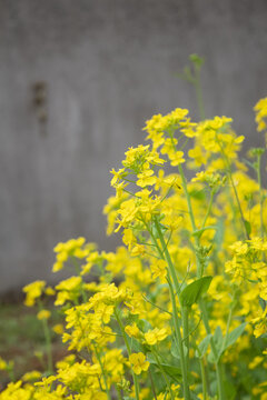 油菜花