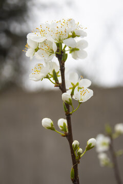 李子花