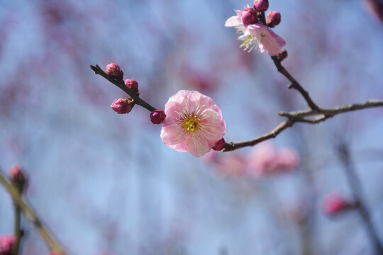 粉色梅花开