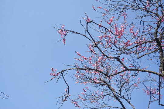 梅枝与天空