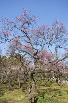 梅花林