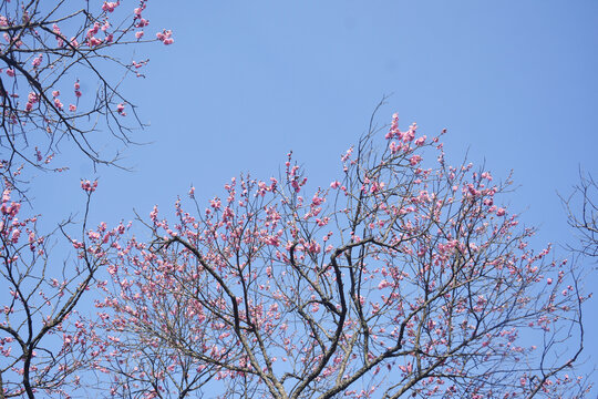 梅枝与天空