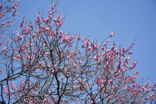 梅花花枝