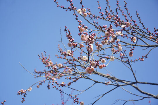 粉色梅花