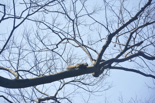 树上小松鼠