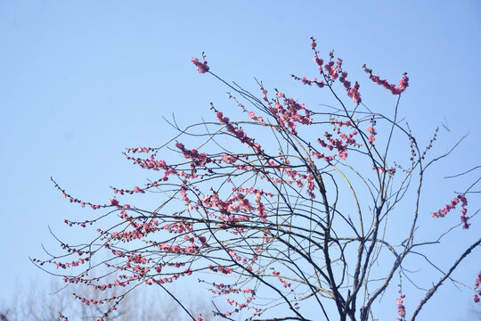 梅花花枝