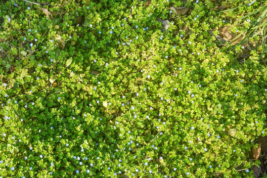 清新小碎花背景