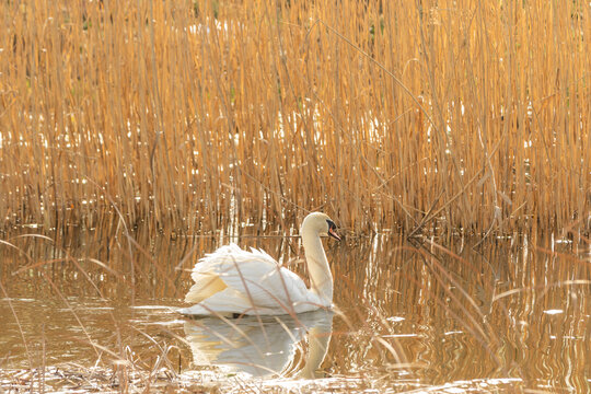 郑州北龙湖湿地公园疣鼻天鹅