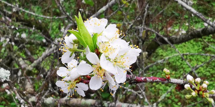 李子花