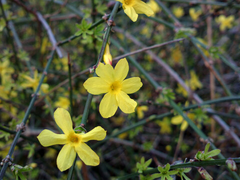 迎春花