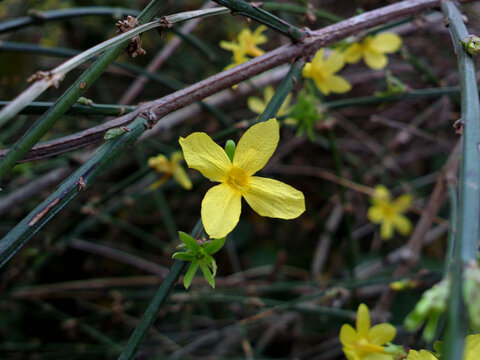 迎春花