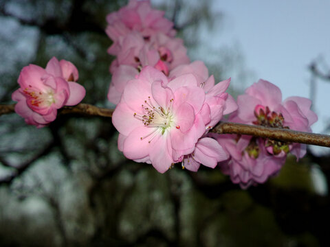 桃花