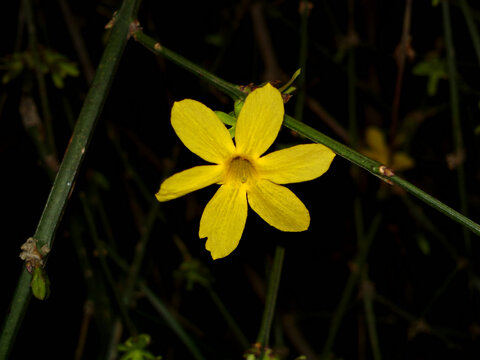 迎春花