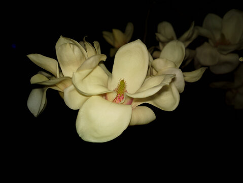 玉兰花