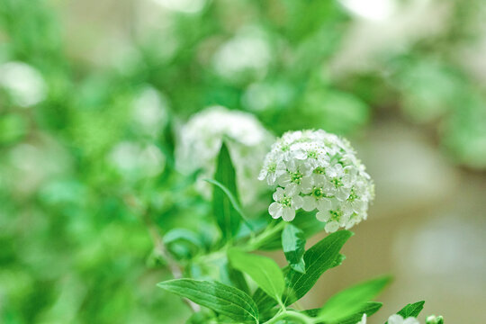 小手球鲜花背景