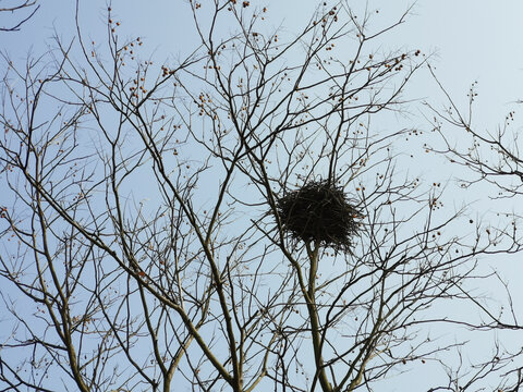 冬天树枝上的鸟巢
