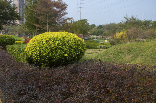 东山水系公园植物