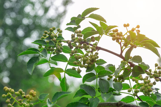 花椒树上花椒叶特写