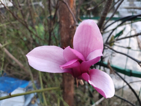 紫色玉兰花