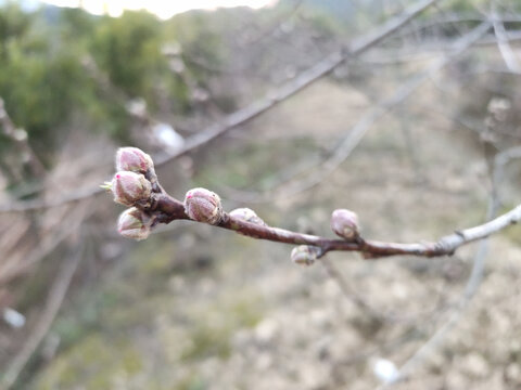 桃花花苞