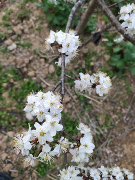 李子花