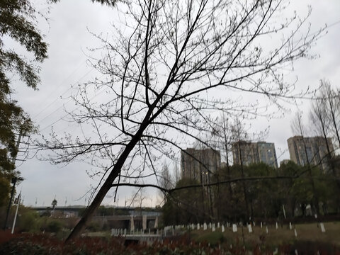 公园里的树