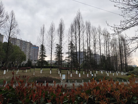 公园绿化